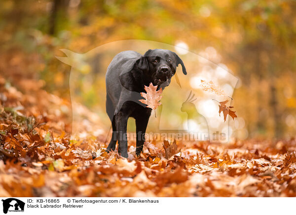 schwarzer Labrador Retriever / black Labrador Retriever / KB-16865