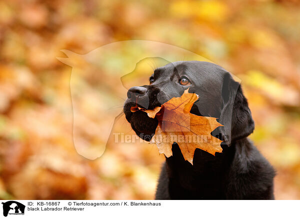 schwarzer Labrador Retriever / black Labrador Retriever / KB-16867