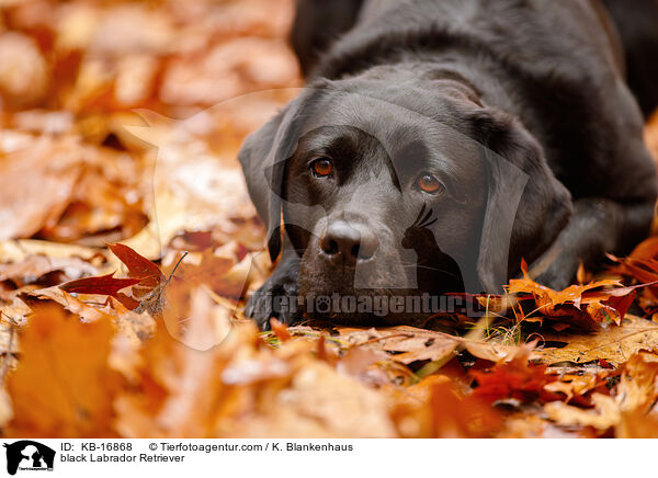 schwarzer Labrador Retriever / black Labrador Retriever / KB-16868