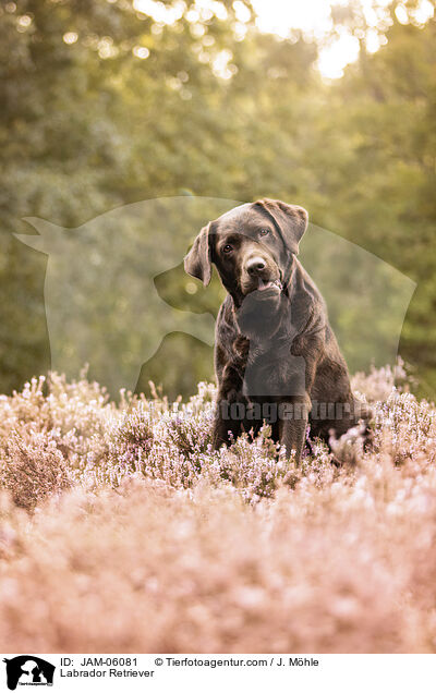 Labrador Retriever / Labrador Retriever / JAM-06081