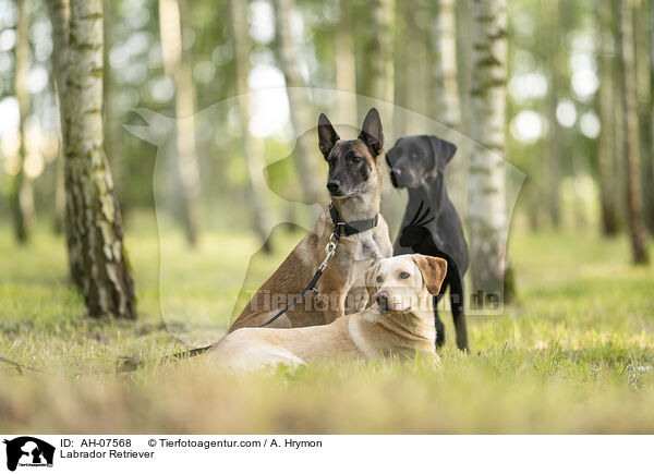 Labrador Retriever / Labrador Retriever / AH-07568