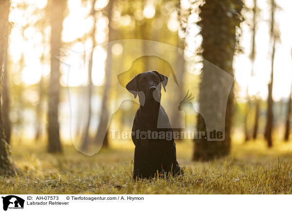 Labrador Retriever / Labrador Retriever / AH-07573