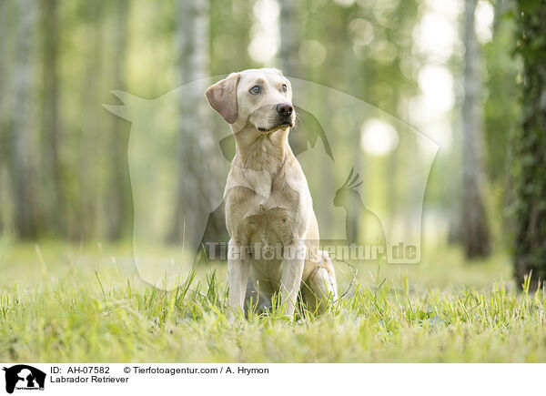 Labrador Retriever / Labrador Retriever / AH-07582