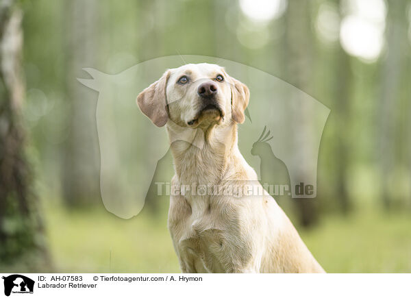 Labrador Retriever / Labrador Retriever / AH-07583