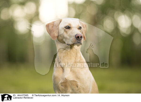 Labrador Retriever / Labrador Retriever / AH-07585