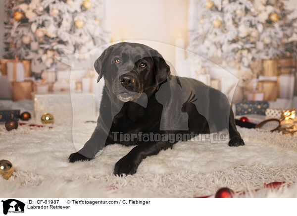 Labrador Retriever / Labrador Retriever / CF-01987