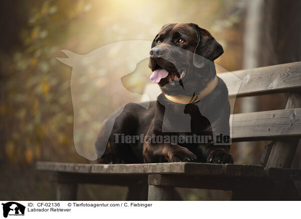 Labrador Retriever / Labrador Retriever / CF-02136