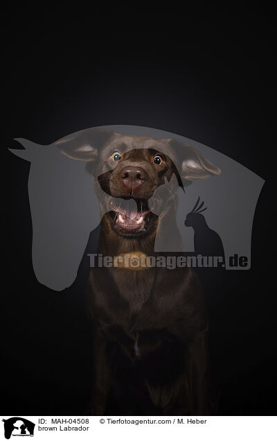 brauner Labrador / brown Labrador / MAH-04508
