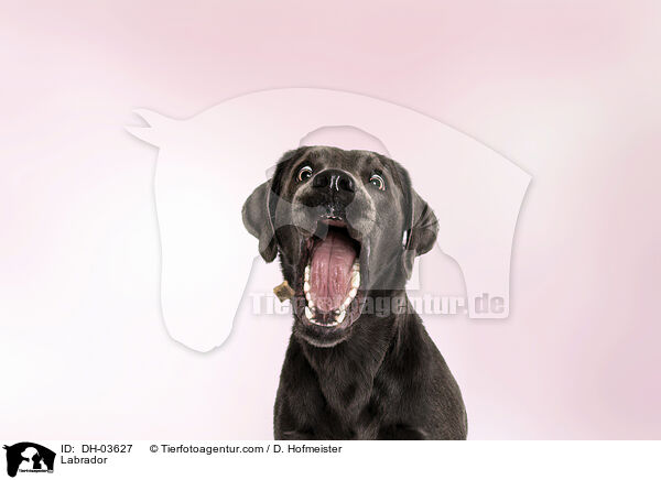 Labrador / Labrador / DH-03627
