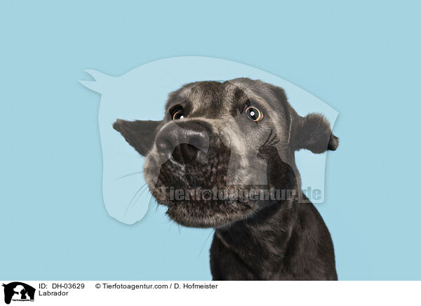 Labrador / Labrador / DH-03629