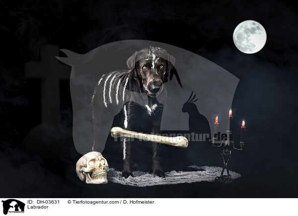 Labrador / Labrador / DH-03631