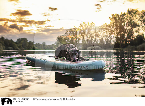 Labrador / Labrador / DH-03638