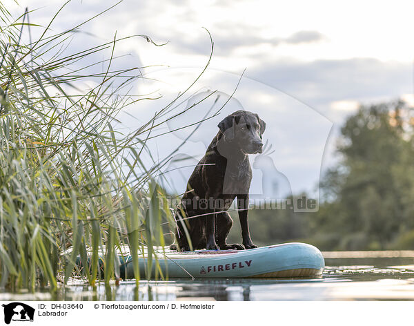 Labrador / Labrador / DH-03640