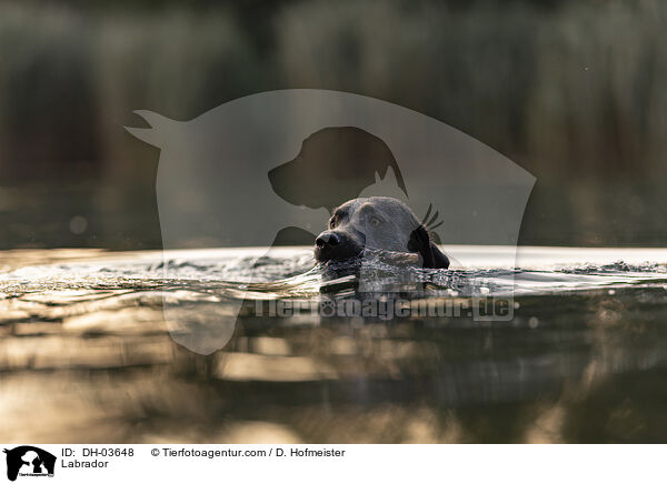 Labrador / Labrador / DH-03648