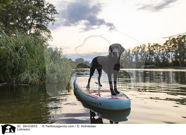 Labrador / Labrador / DH-03653