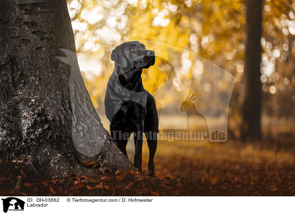 Labrador / Labrador / DH-03662