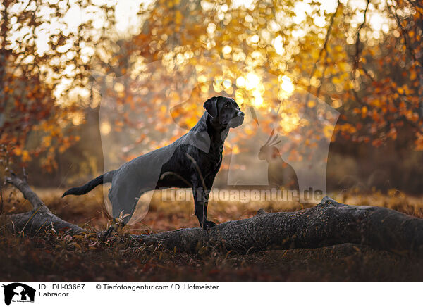 Labrador / Labrador / DH-03667