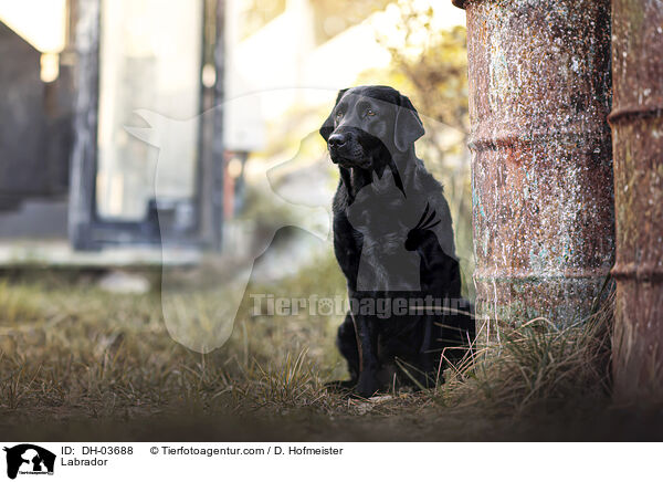 Labrador / Labrador / DH-03688