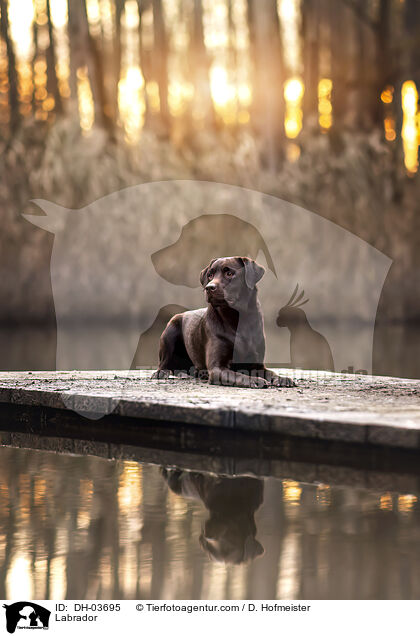 Labrador / Labrador / DH-03695