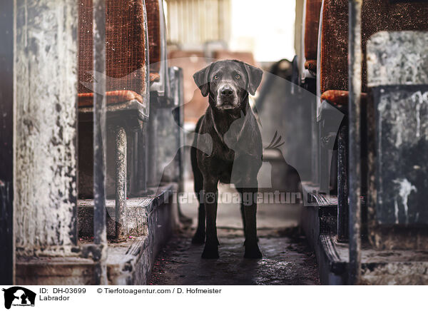 Labrador / Labrador / DH-03699