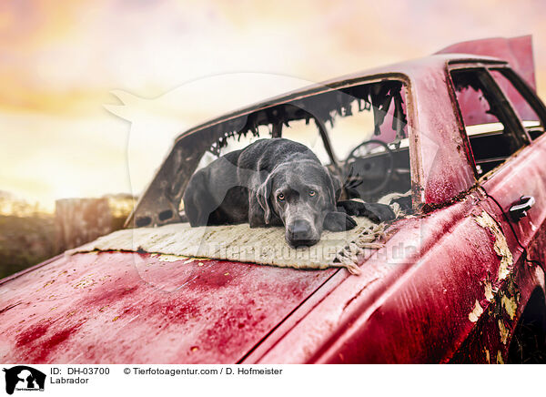 Labrador / Labrador / DH-03700