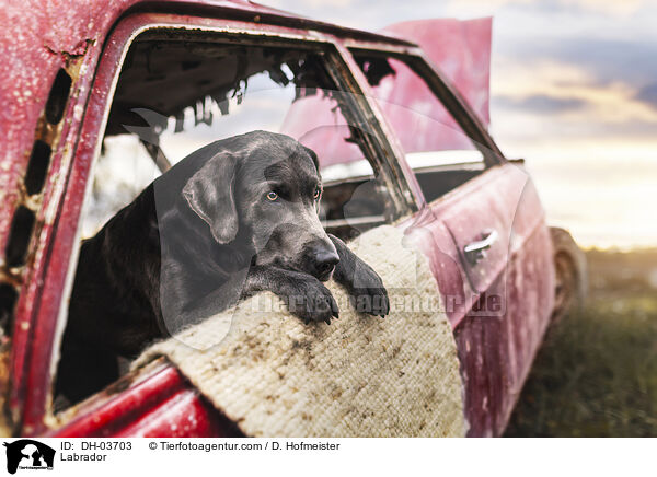 Labrador / Labrador / DH-03703