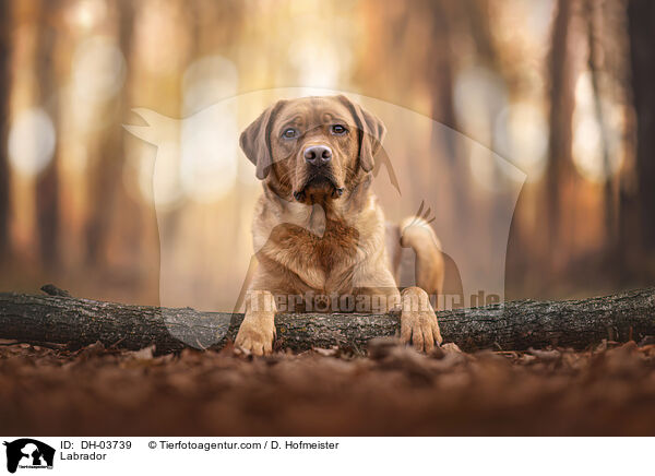 Labrador / Labrador / DH-03739