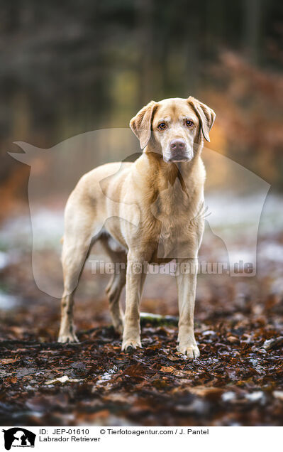 Labrador Retriever / Labrador Retriever / JEP-01610