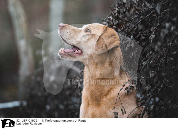 Labrador Retriever / Labrador Retriever / JEP-01626
