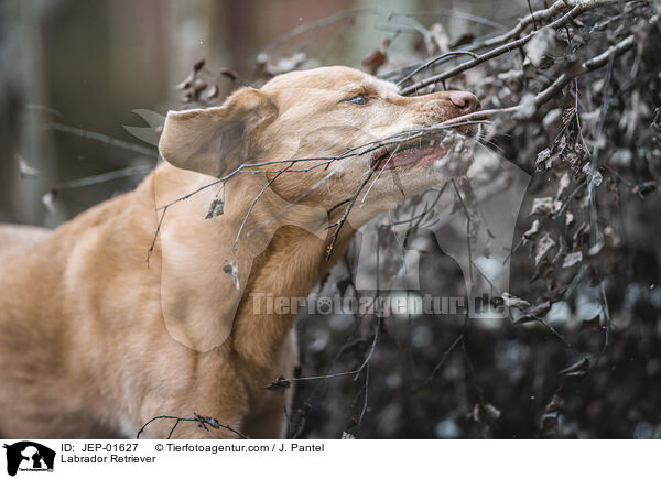Labrador Retriever / Labrador Retriever / JEP-01627