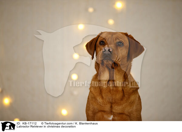 Labrador Retriever in Weihnachtsdeko / Labrador Retriever in christmas decoration / KB-17112