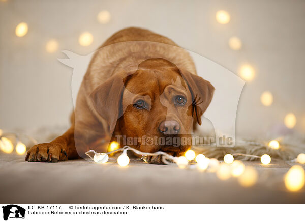 Labrador Retriever in Weihnachtsdeko / Labrador Retriever in christmas decoration / KB-17117