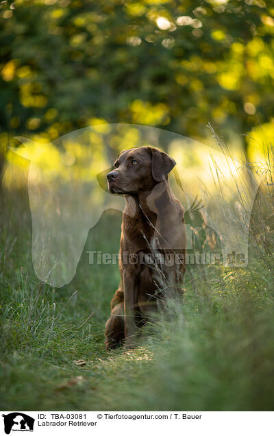 Labrador Retriever / Labrador Retriever / TBA-03081