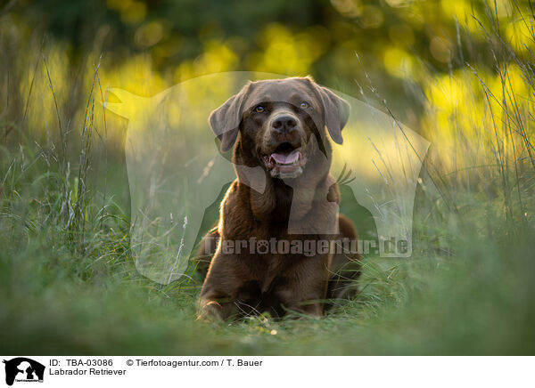 Labrador Retriever / Labrador Retriever / TBA-03086