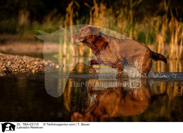 Labrador Retriever / Labrador Retriever / TBA-03115