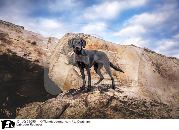 Labrador Retriever / Labrador Retriever / JQ-02055