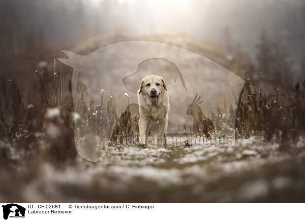 Labrador Retriever / Labrador Retriever / CF-02681