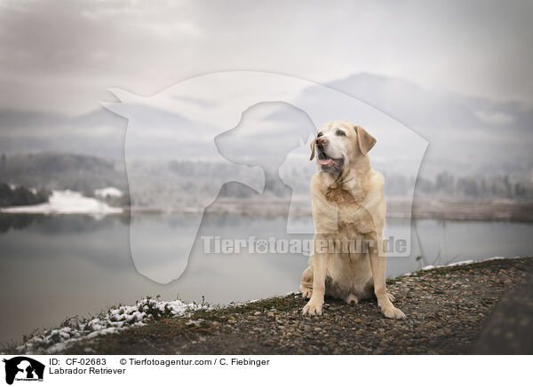 Labrador Retriever / Labrador Retriever / CF-02683