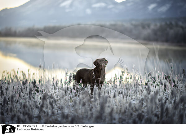 Labrador Retriever / Labrador Retriever / CF-02691