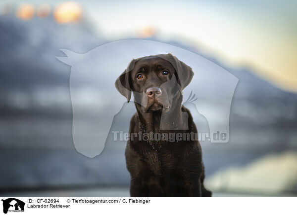 Labrador Retriever / Labrador Retriever / CF-02694