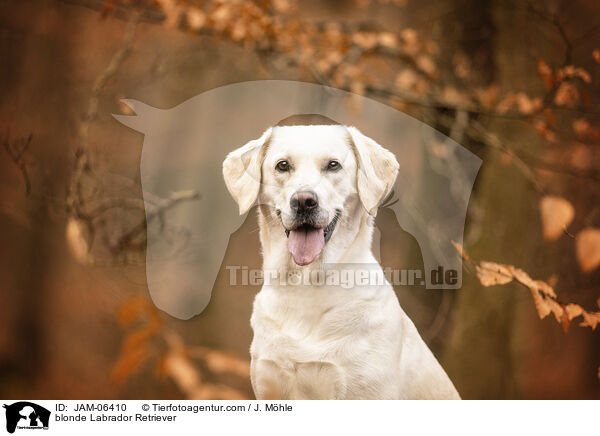 blonder Labrador Retriever / blonde Labrador Retriever / JAM-06410
