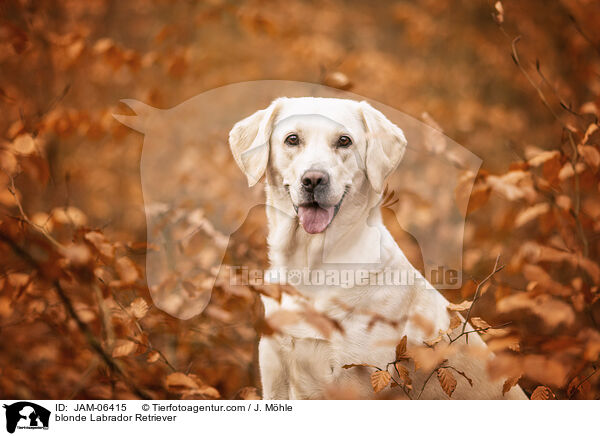 blonder Labrador Retriever / blonde Labrador Retriever / JAM-06415