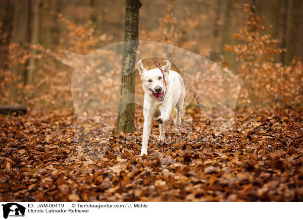 blonder Labrador Retriever / blonde Labrador Retriever / JAM-06419