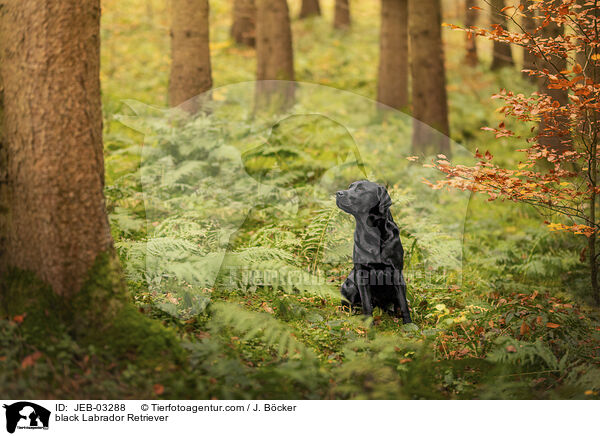 schwarzer Labrador Retriever / black Labrador Retriever / JEB-03288