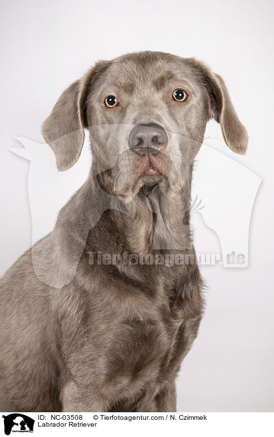 Labrador Retriever / Labrador Retriever / NC-03508