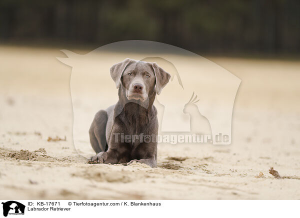 Labrador Retriever / Labrador Retriever / KB-17671