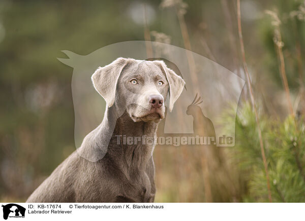 Labrador Retriever / Labrador Retriever / KB-17674