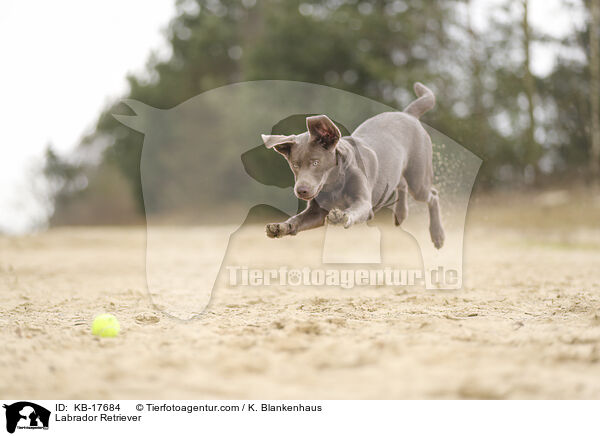 Labrador Retriever / Labrador Retriever / KB-17684
