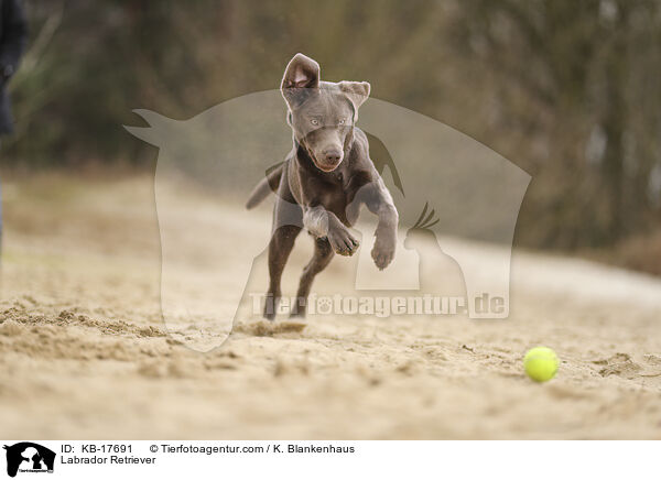 Labrador Retriever / KB-17691