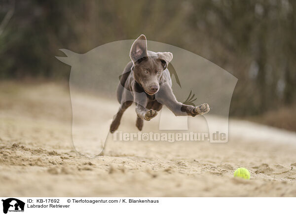 Labrador Retriever / Labrador Retriever / KB-17692